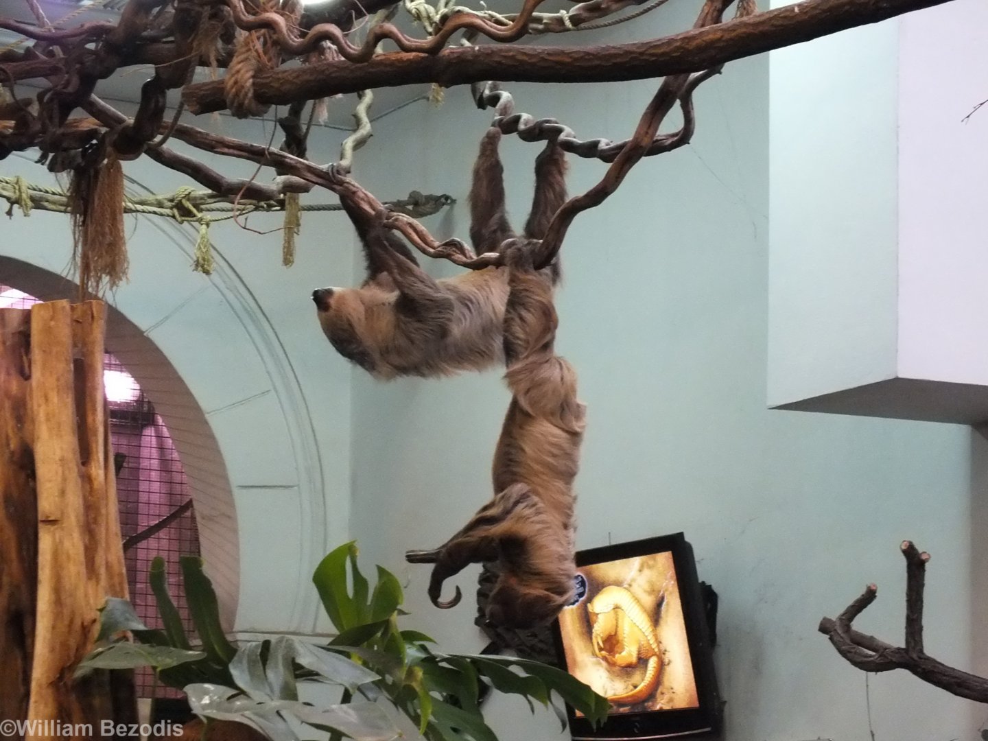 Sloth Reaches down to the Visitors