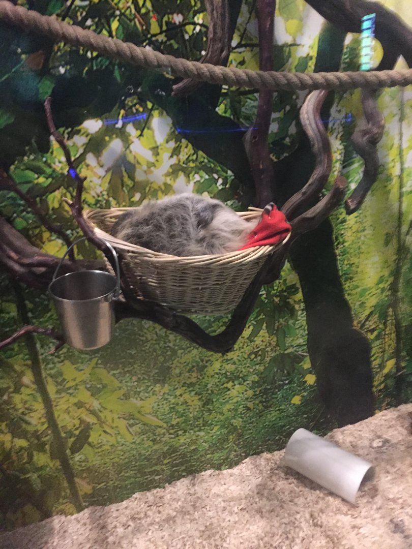 Sloth resting in a basket 9-9-2018