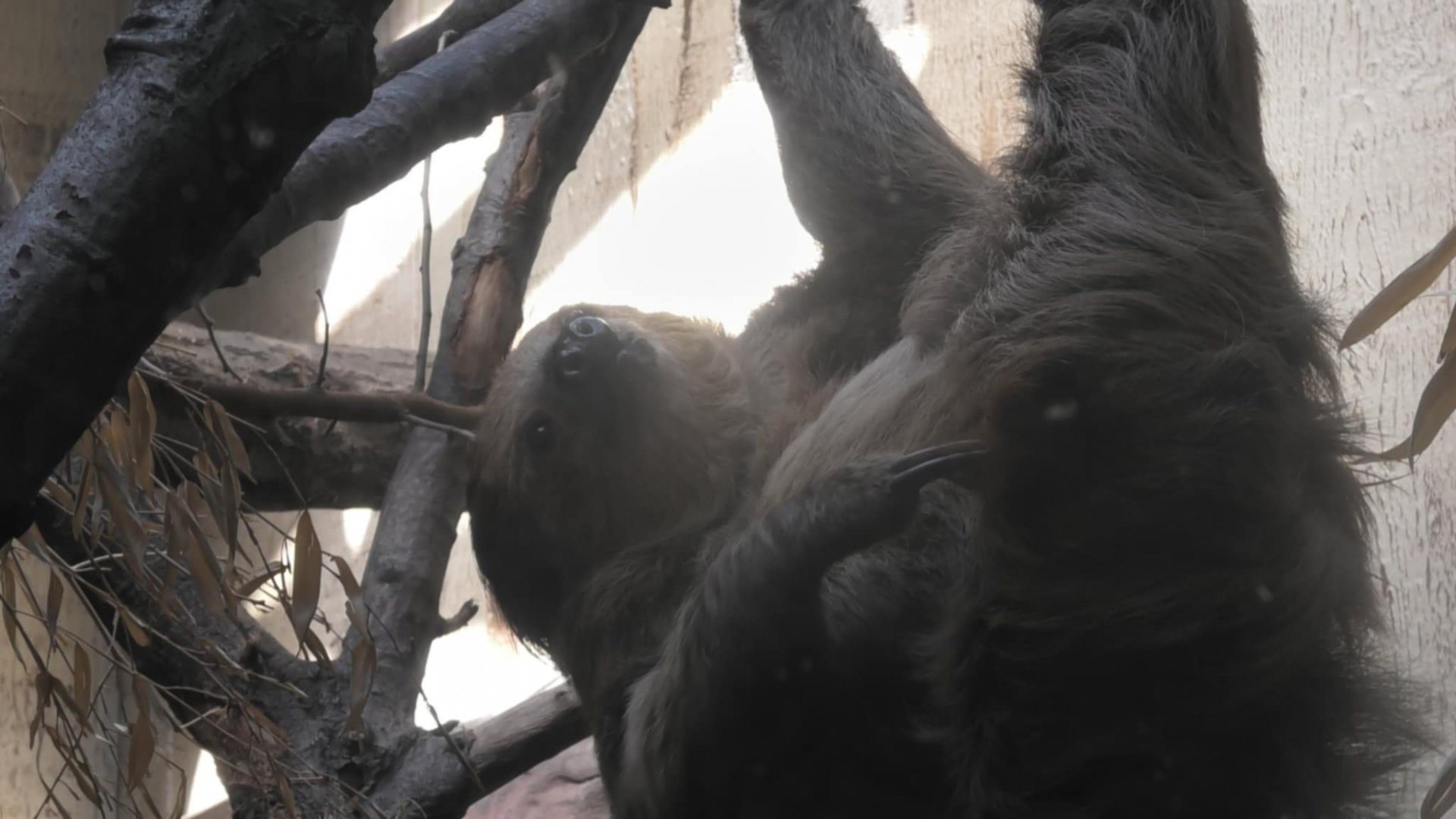 Sloth scratches it's self