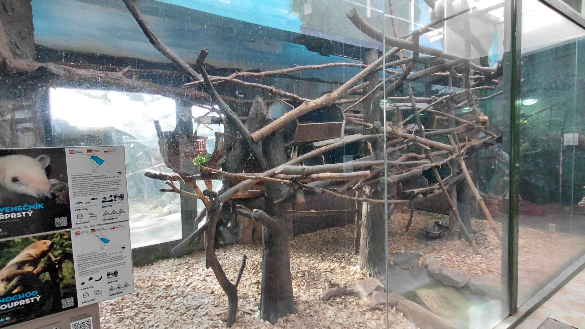 Sloth + tamandua indoor exhibit