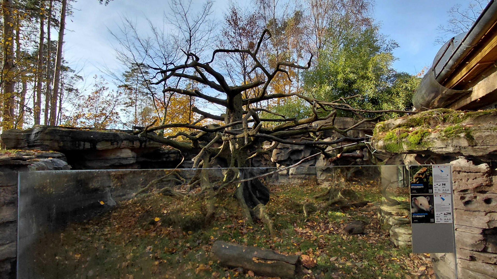 Sloth + tamandua outdoor exhibit