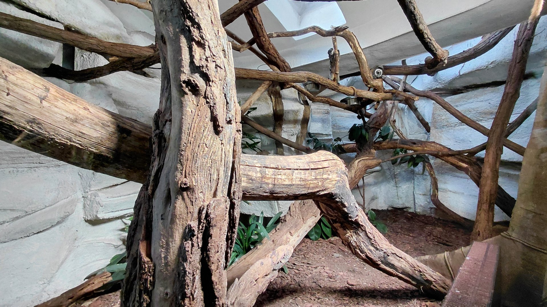 Sloth + tamarin indoor exhibit