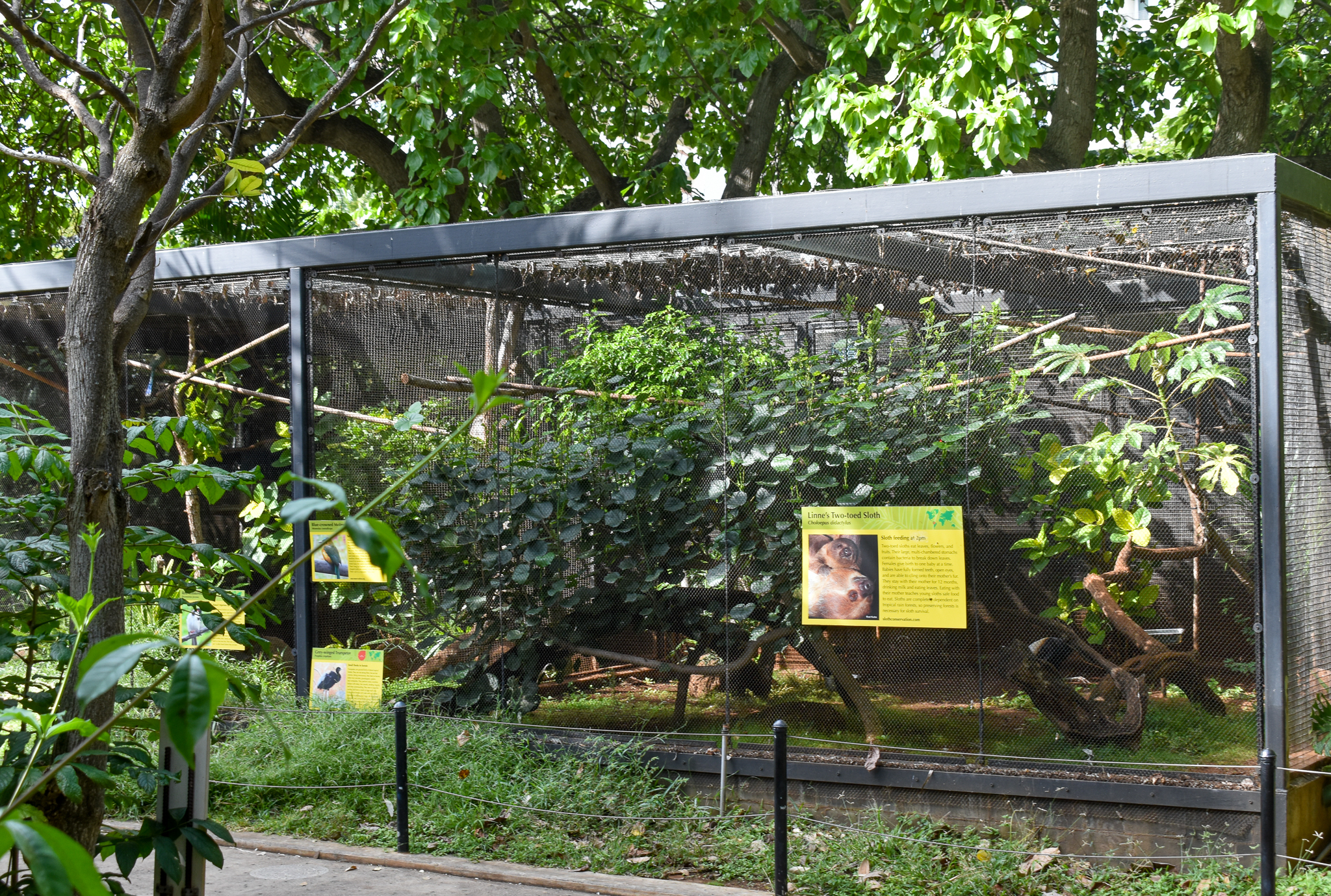 Sloth/Trumpeter/Motmot enclosure