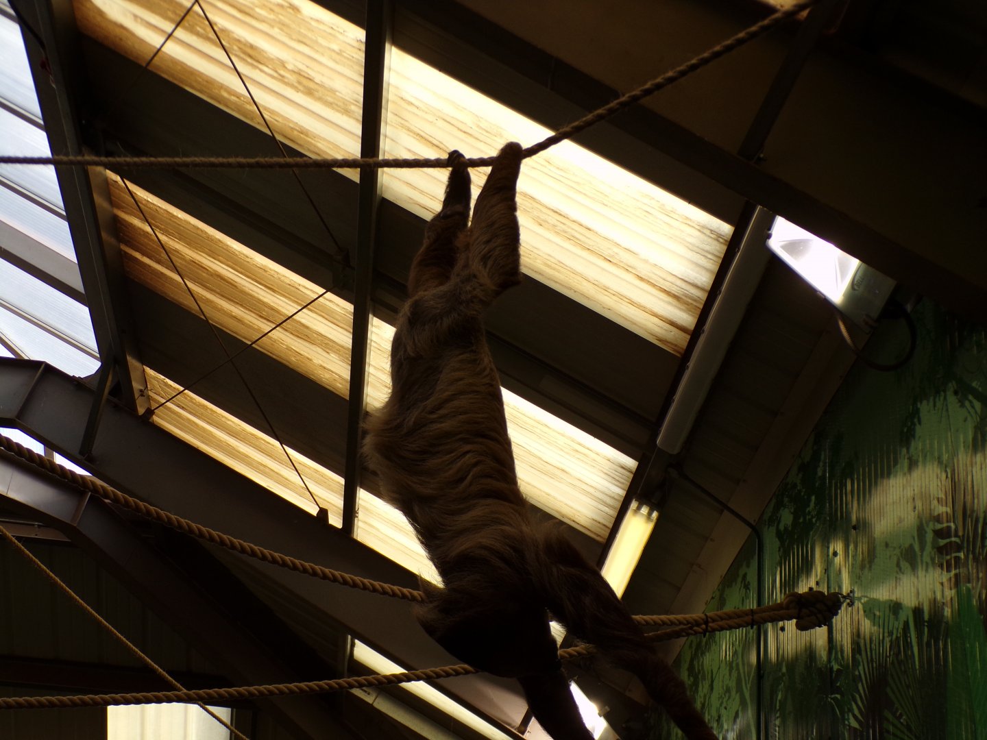 Sloth trying to feed off a plant pot 9.9.23