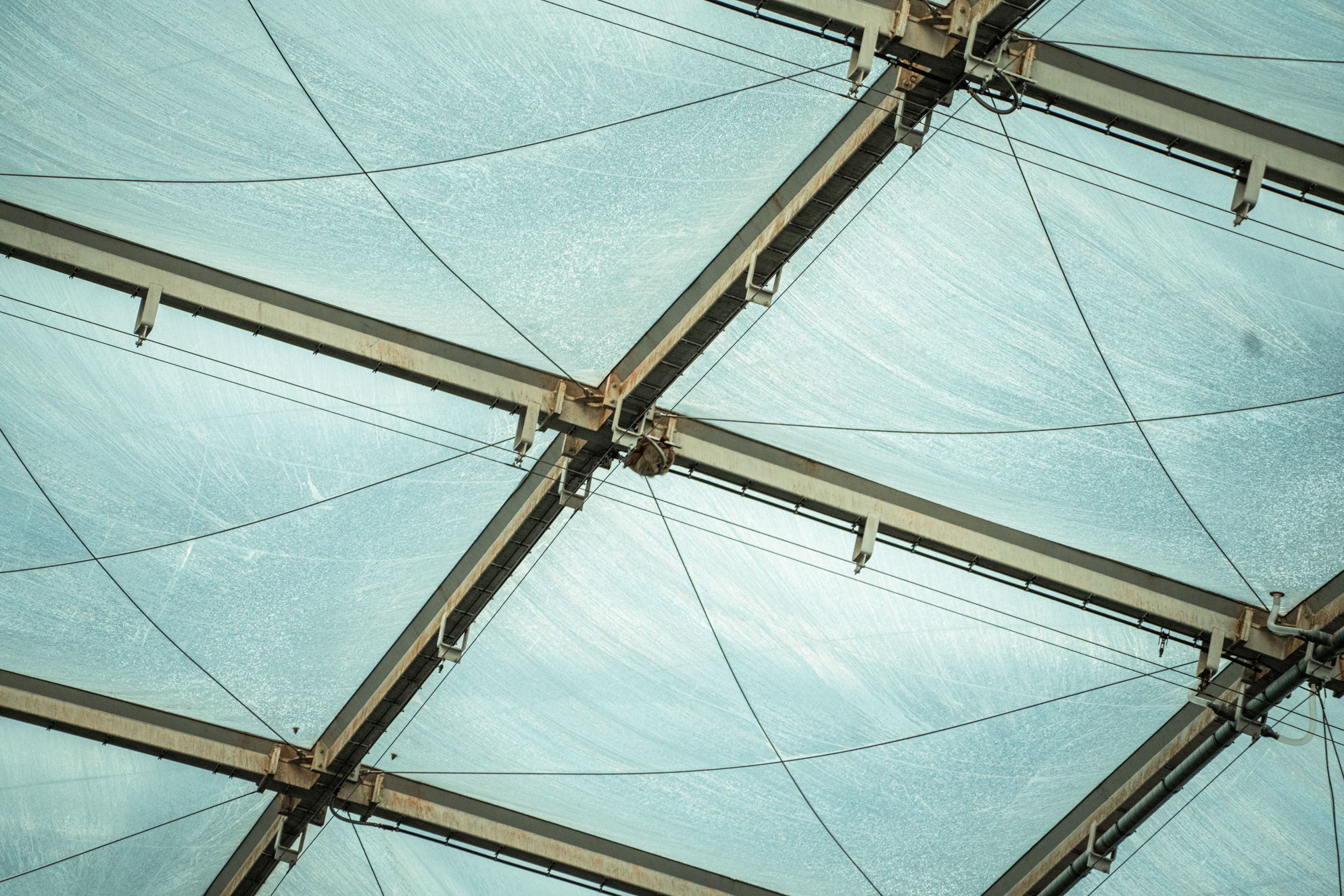 Sloth under the roof