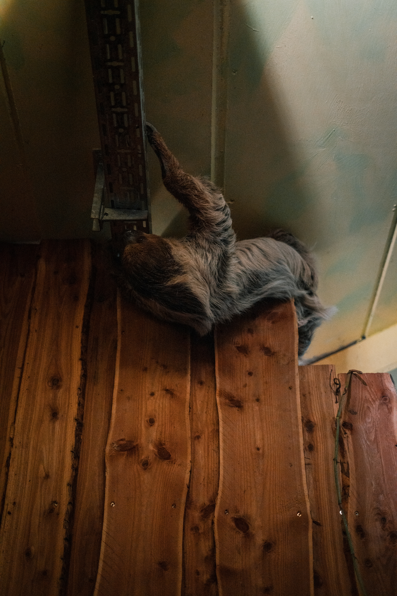 Sloth using the lighting system for climbing