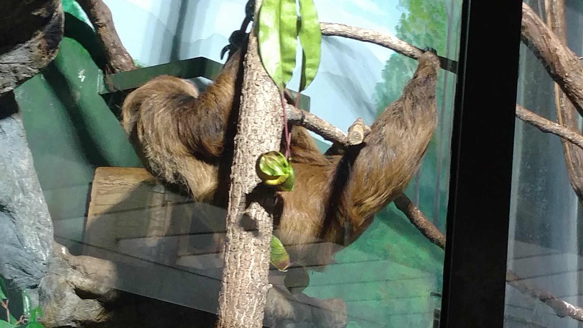 Sloth Vlad, 33, Sloth Day 2019, with golden lion Tamarin baby Carolina resting on his tummy, Smithsonian National Zoo