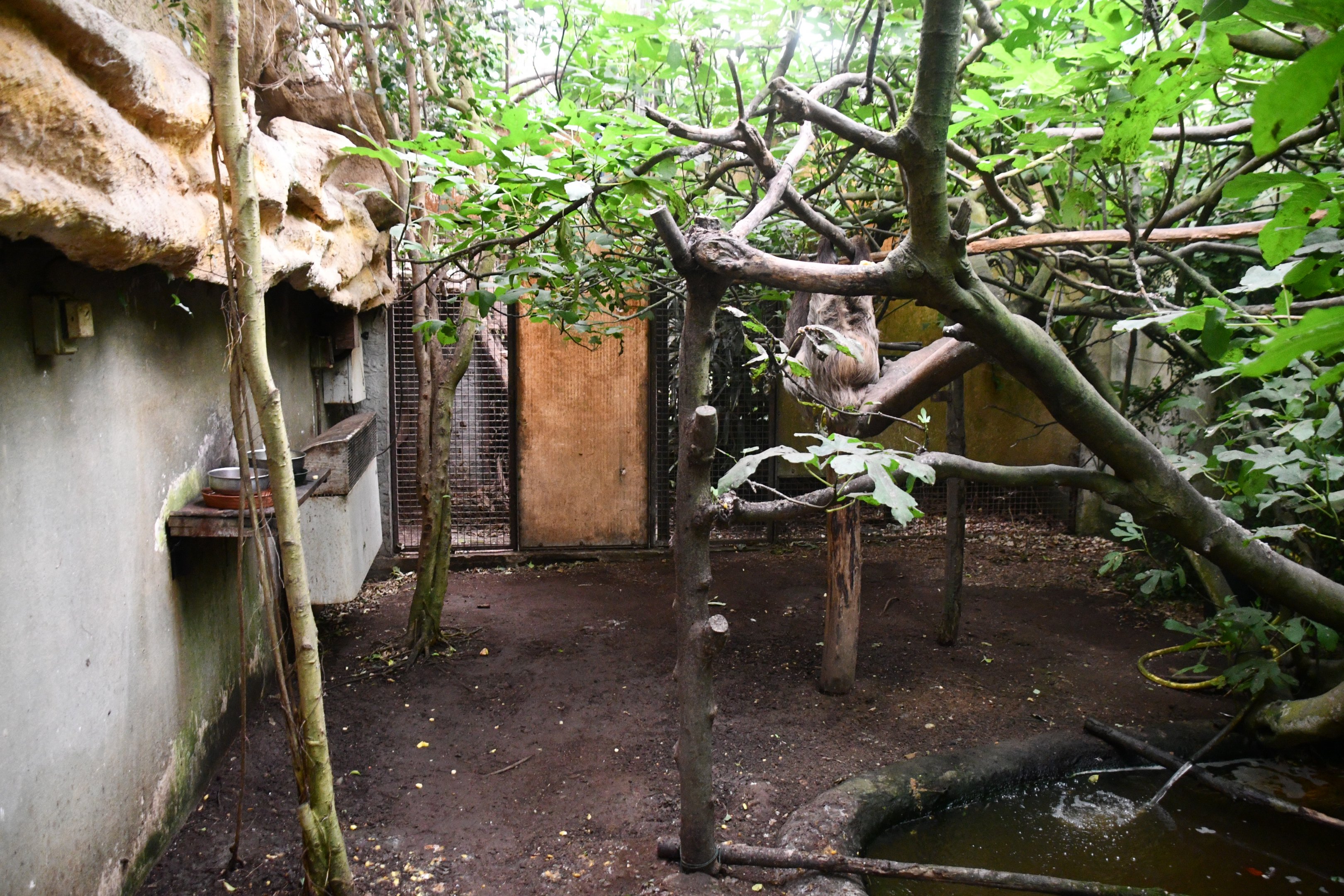 Sloth walk-through exhibit