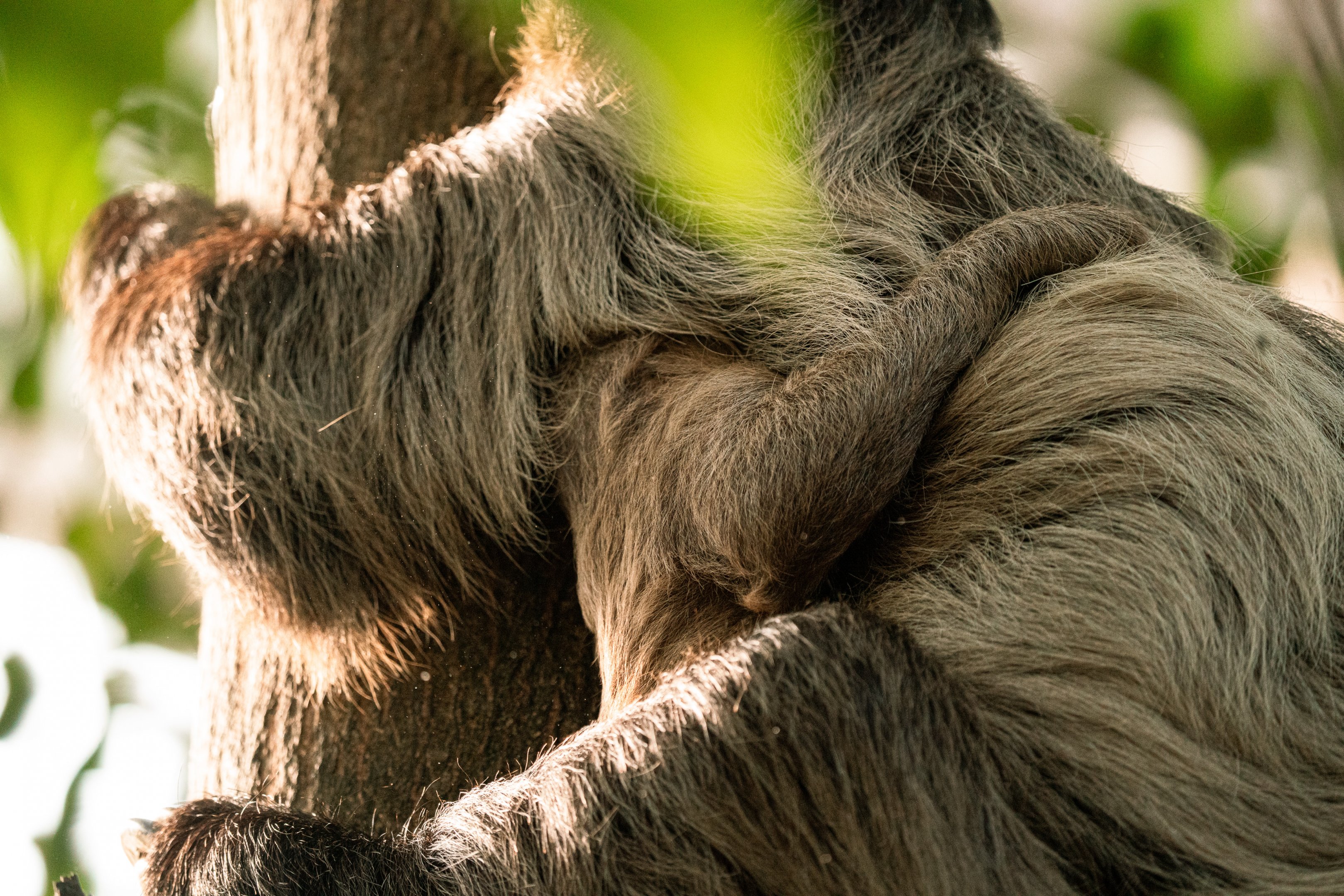 Sloth with young