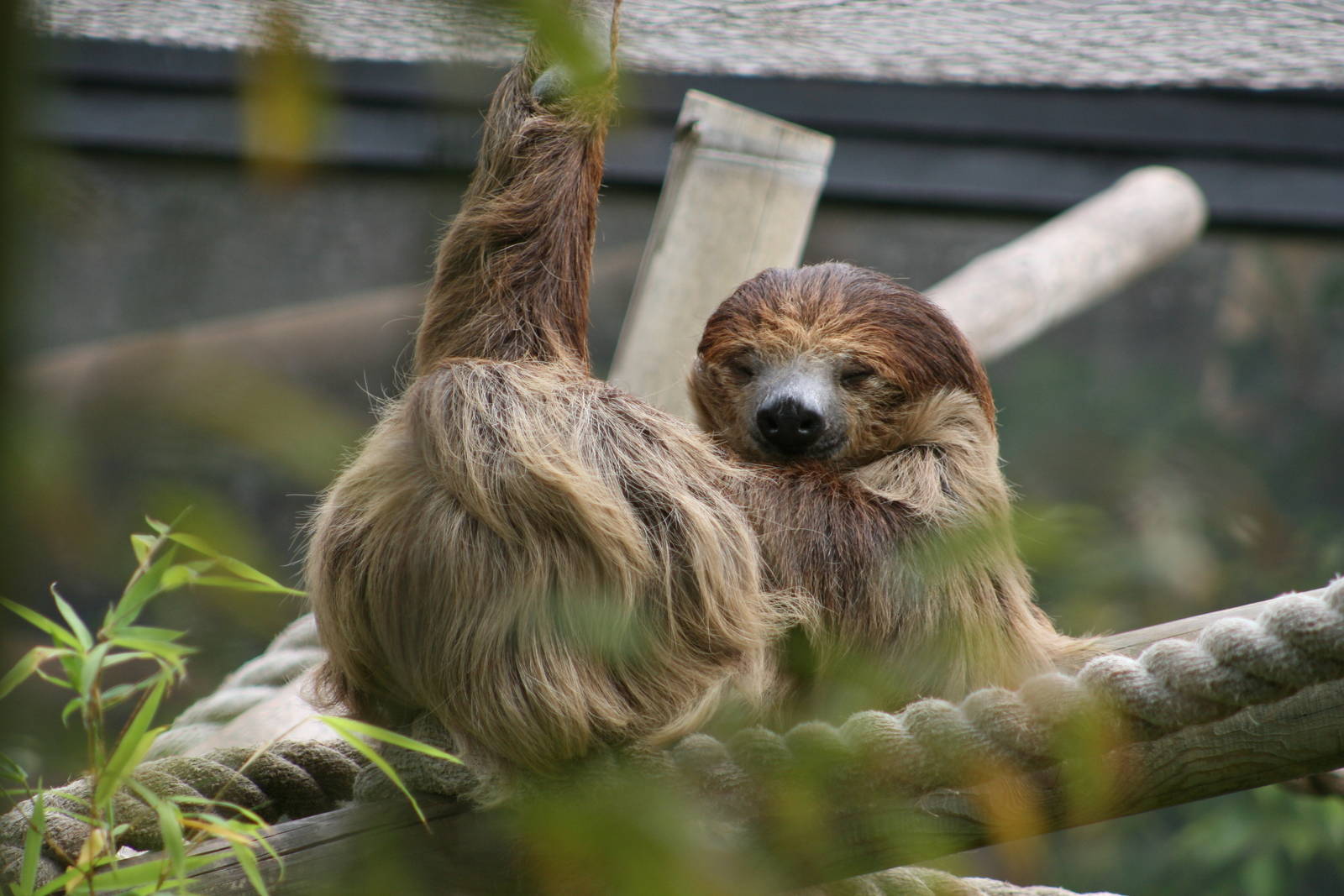 Sloth