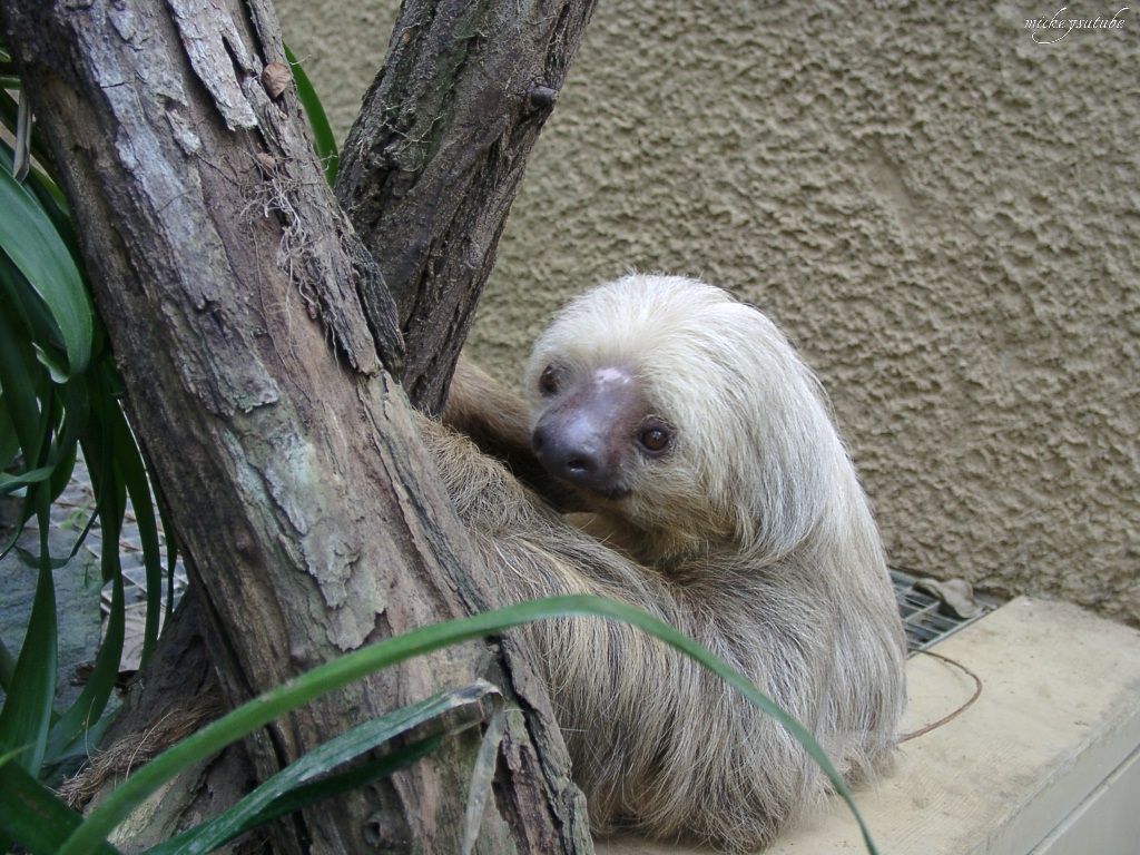 Sloth