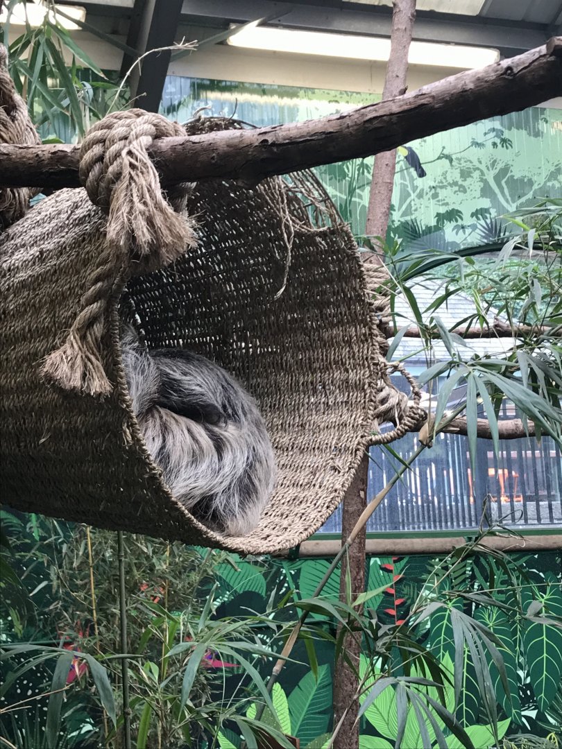 Sloth