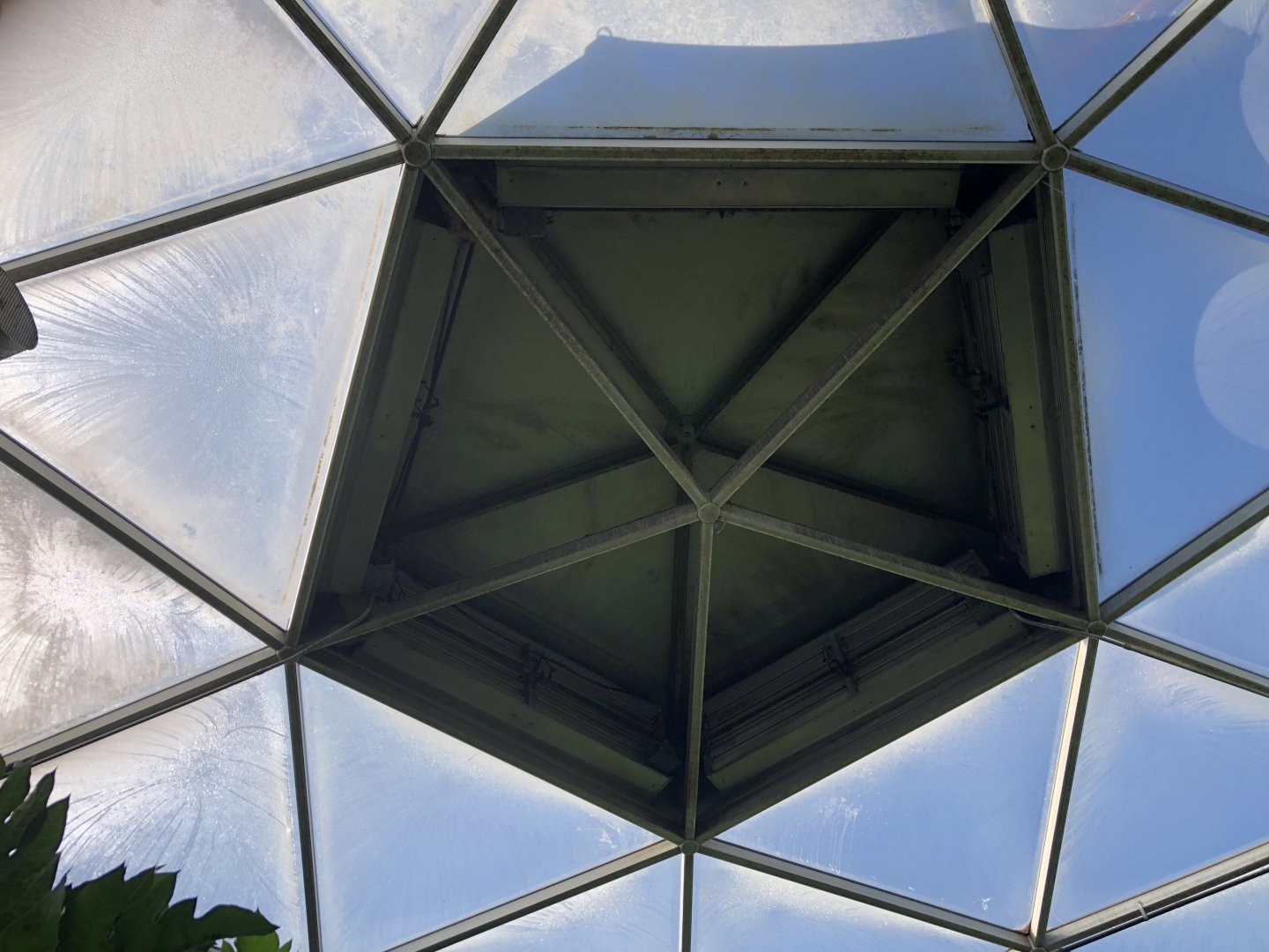 Sloths at the Top of Tropical Rainforest Dome