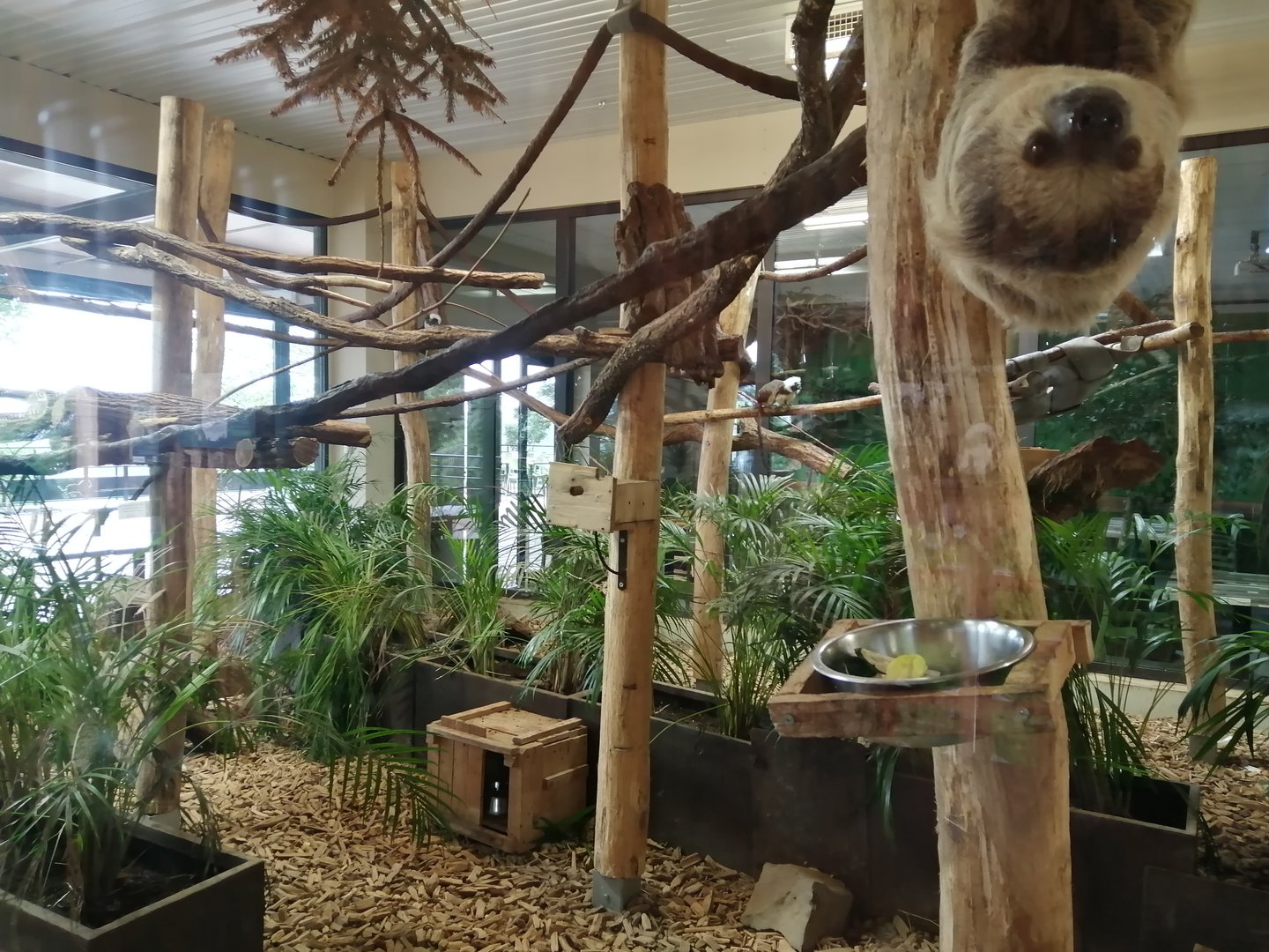 Sloths, cotton top tamarins and armadillos exhibit