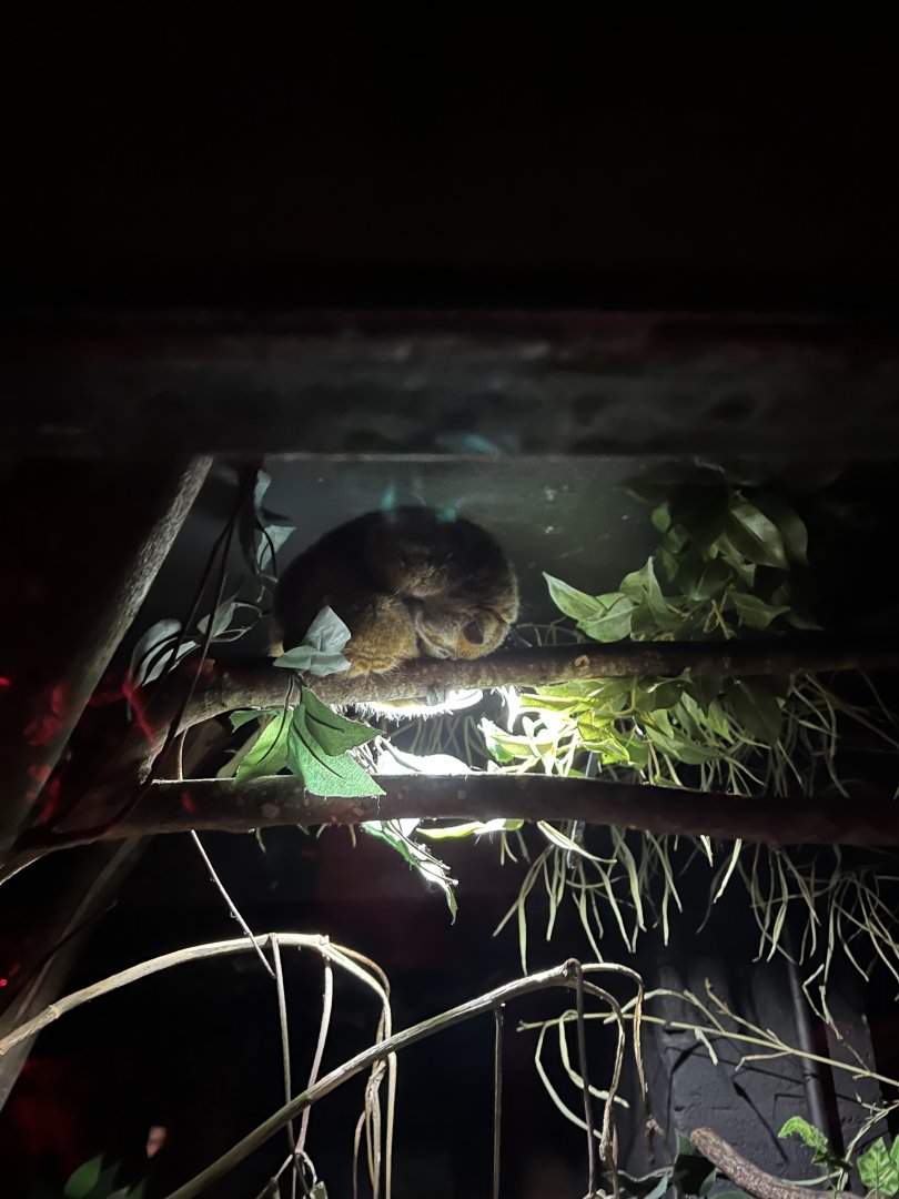 Slow (?) loris 11.2.25