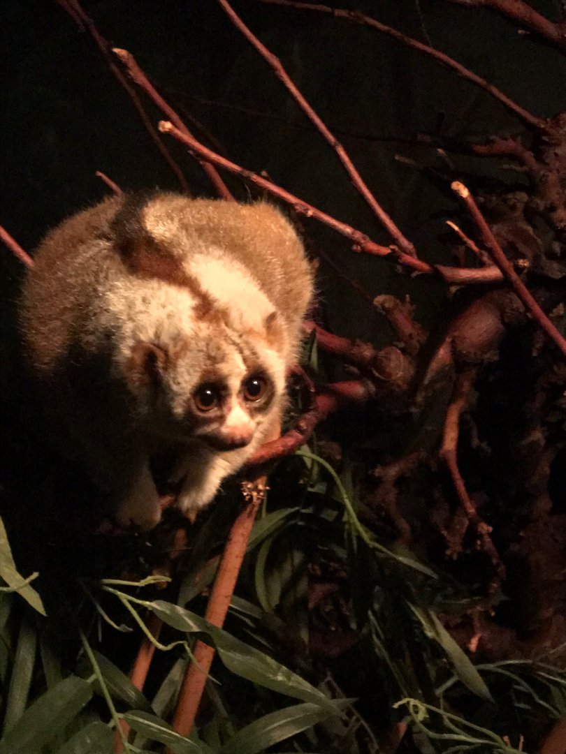 Slow loris 290118