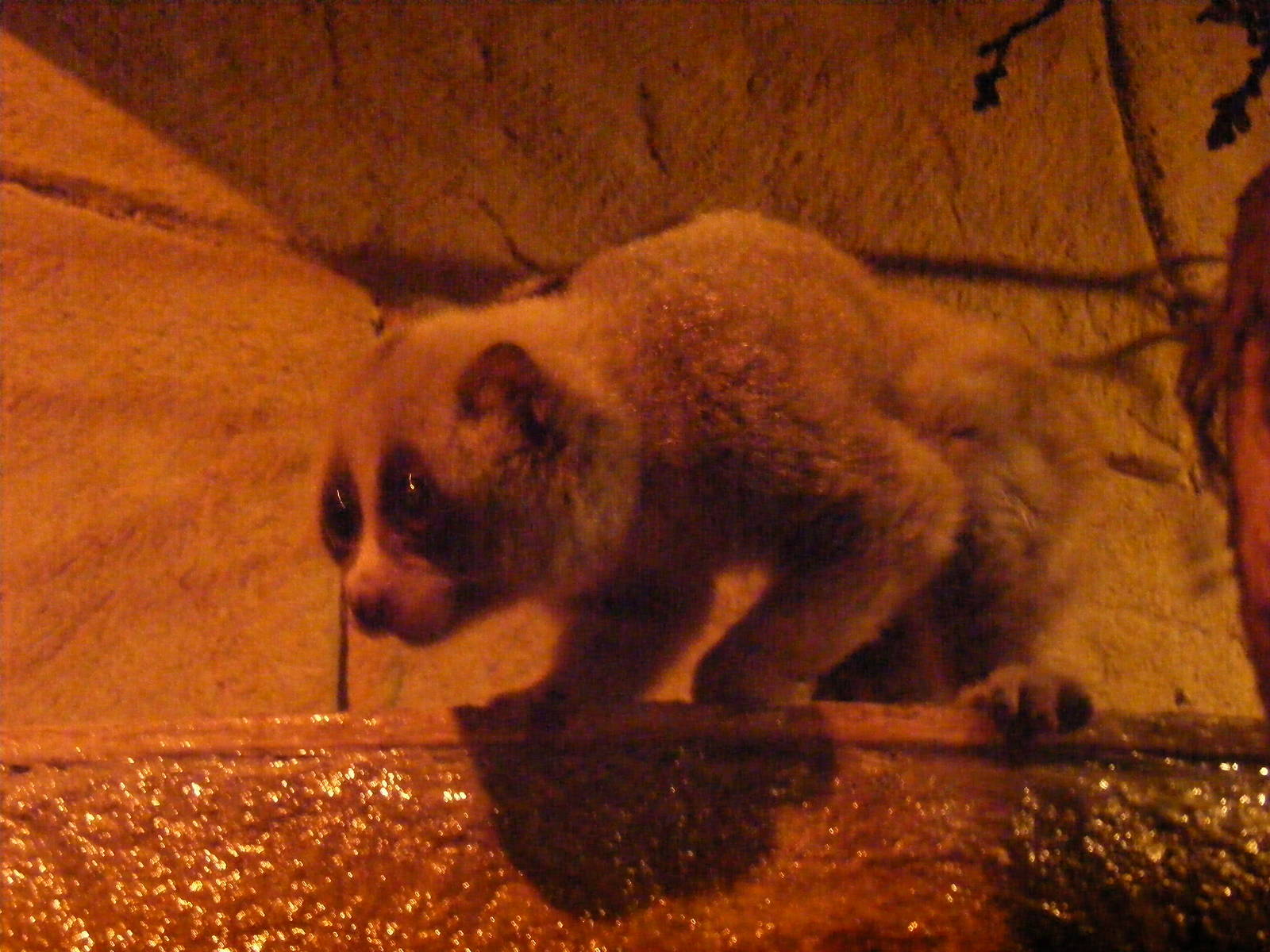 Slow loris at Amazon World, 5 April 2010