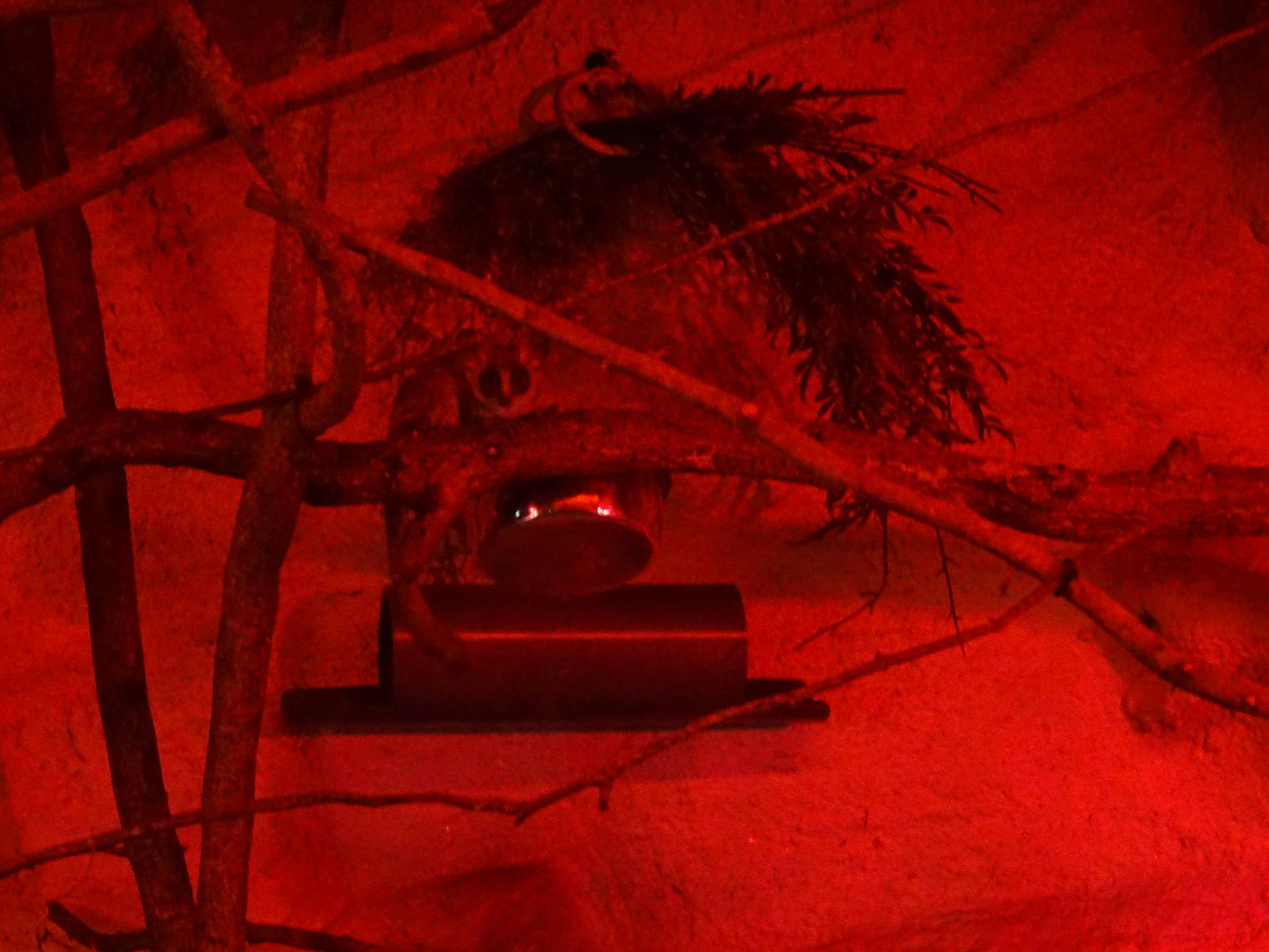 Slow Loris at Busch Gardens Tampa