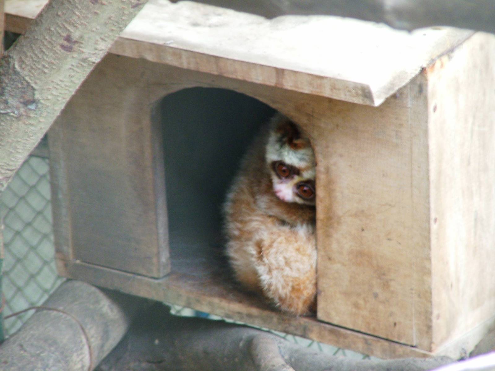 Slow Loris at Hanoi Zoo, 15/03/12