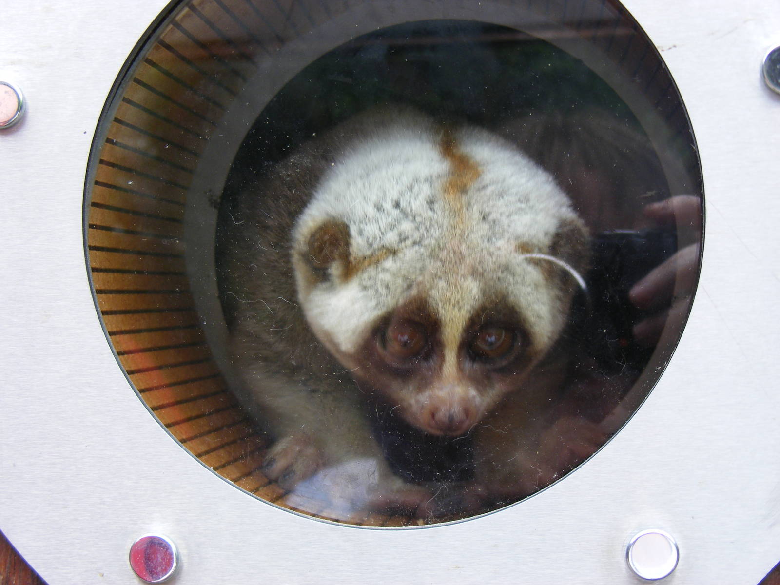 Slow loris at RSCC, 15 August 2010