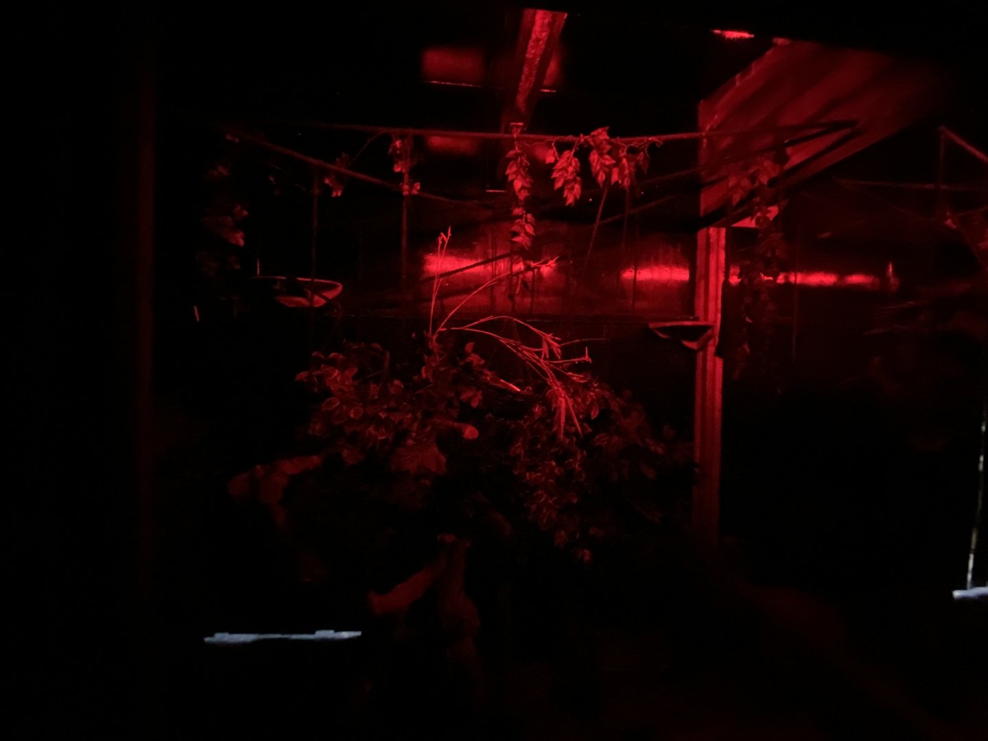 Slow loris enclosure 2