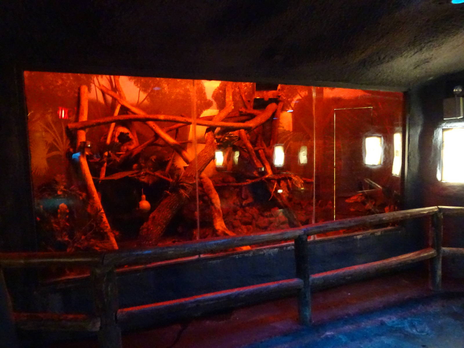 Slow Loris Exhibit at Busch Gardens Tampa