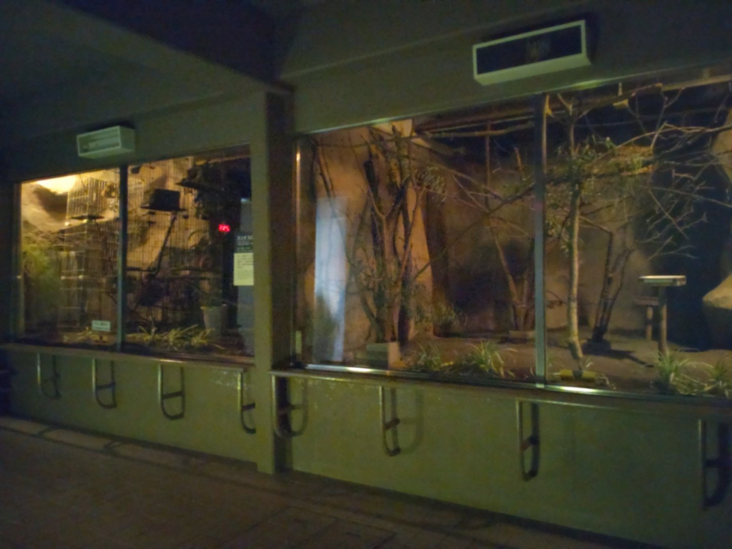 Slow Loris Exhibit at Maruyama Zoo