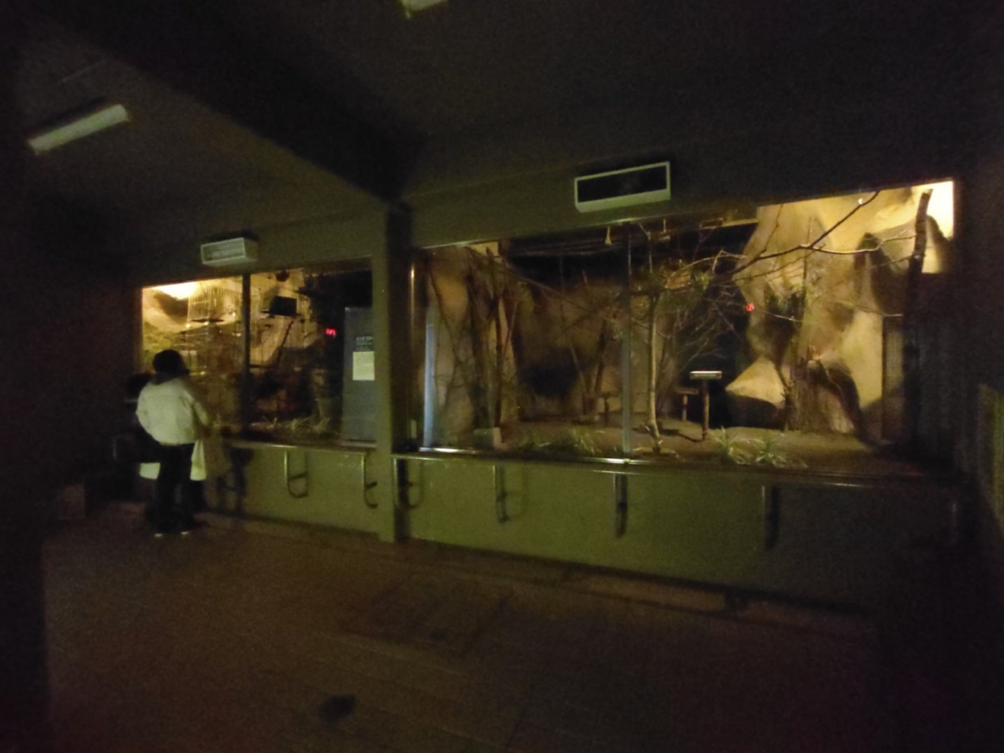 Slow Loris Exhibit at Maruyama Zoo