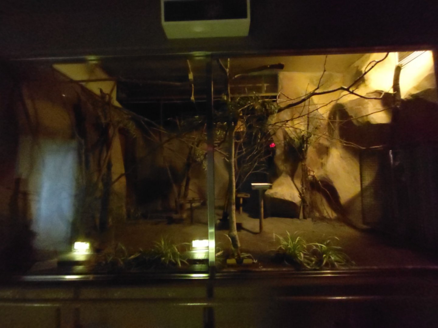 Slow Loris Exhibit at Maruyama Zoo