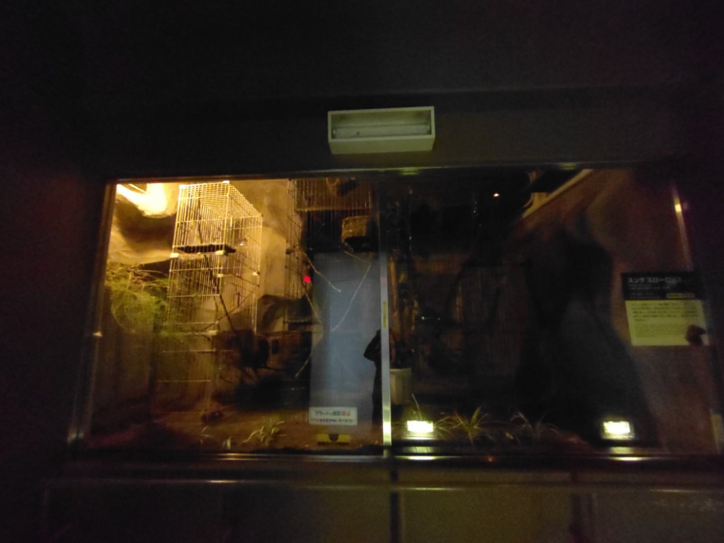 Slow Loris Exhibit at Maruyama Zoo