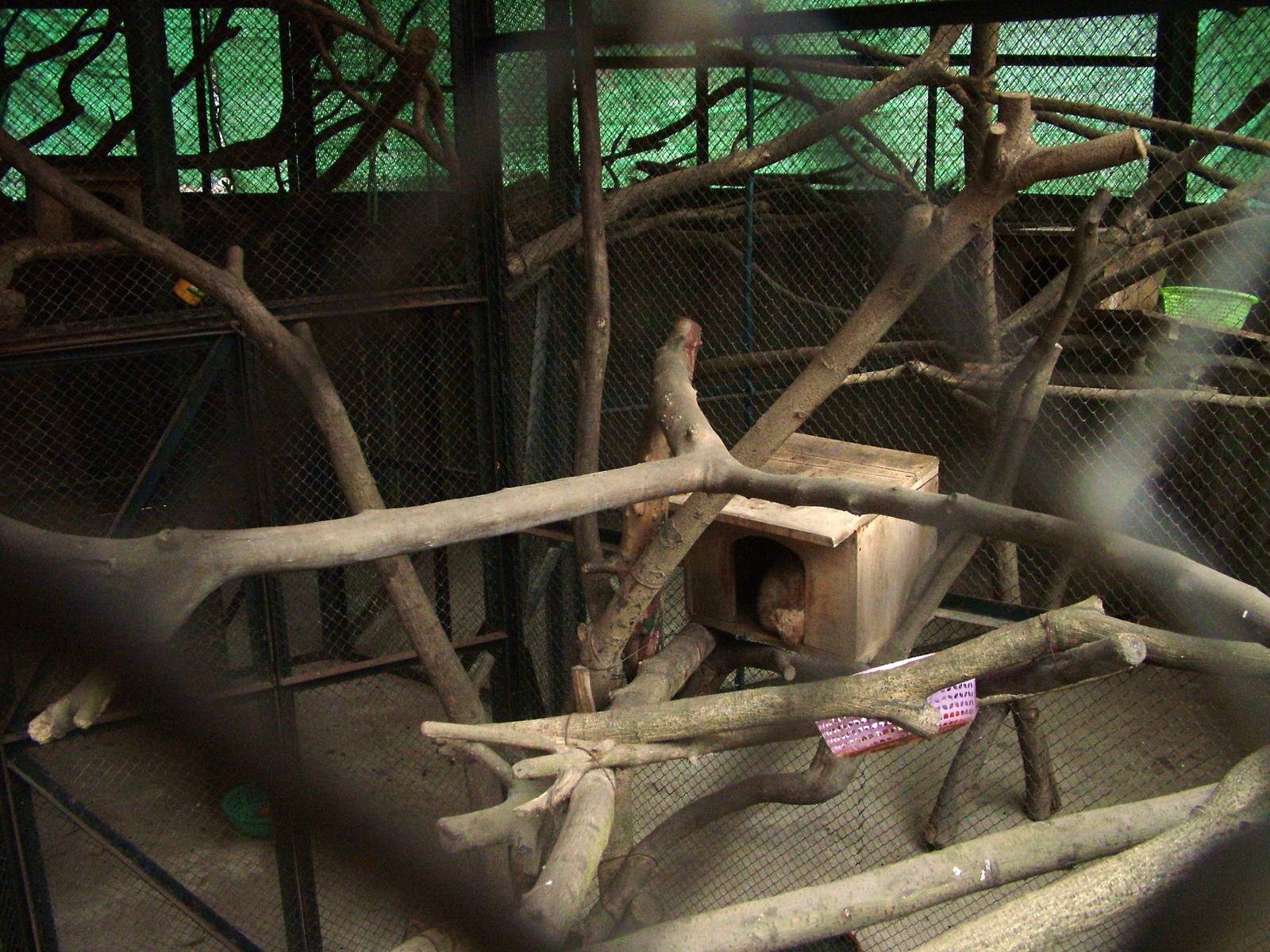 Slow Loris Exhibit Interior at Hanoi Zoo, 15/03/12