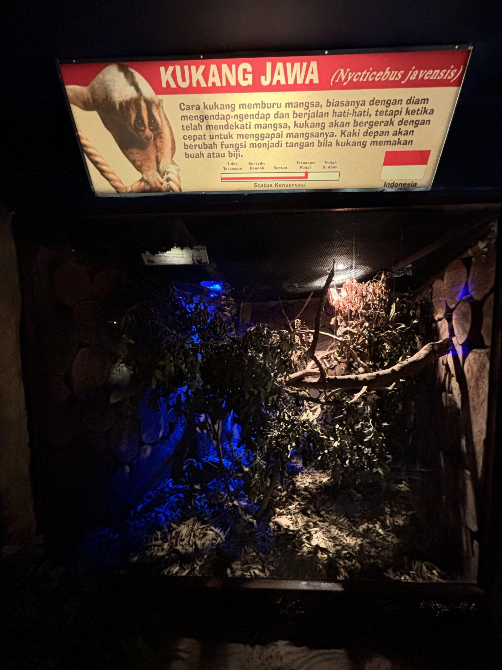 Slow Loris Exhibit