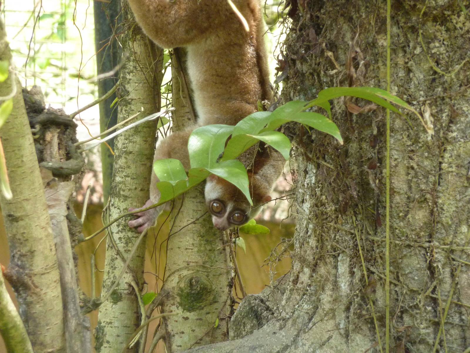Slow loris, May 2013
