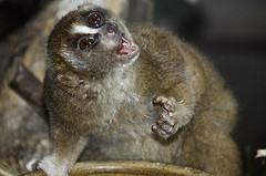 Slow Loris - Nycticebus coucang - Melaka Zoo - 2009