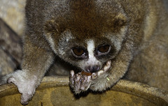 Slow Loris - Nycticebus coucang - Melaka Zoo - 2009