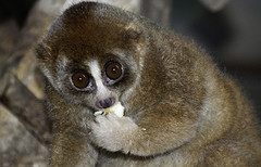 Slow Loris - Nycticebus coucang - Melaka Zoo - 2009