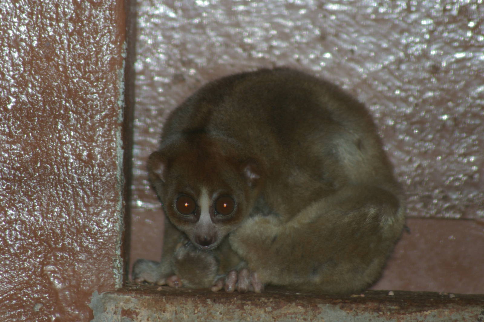 slow loris (Nycticebus coucang)