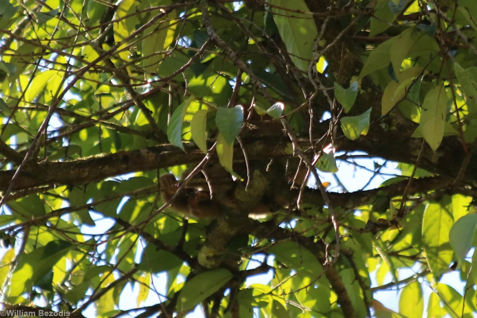 Slow Loris Sleeping During the Day - Danum Valley