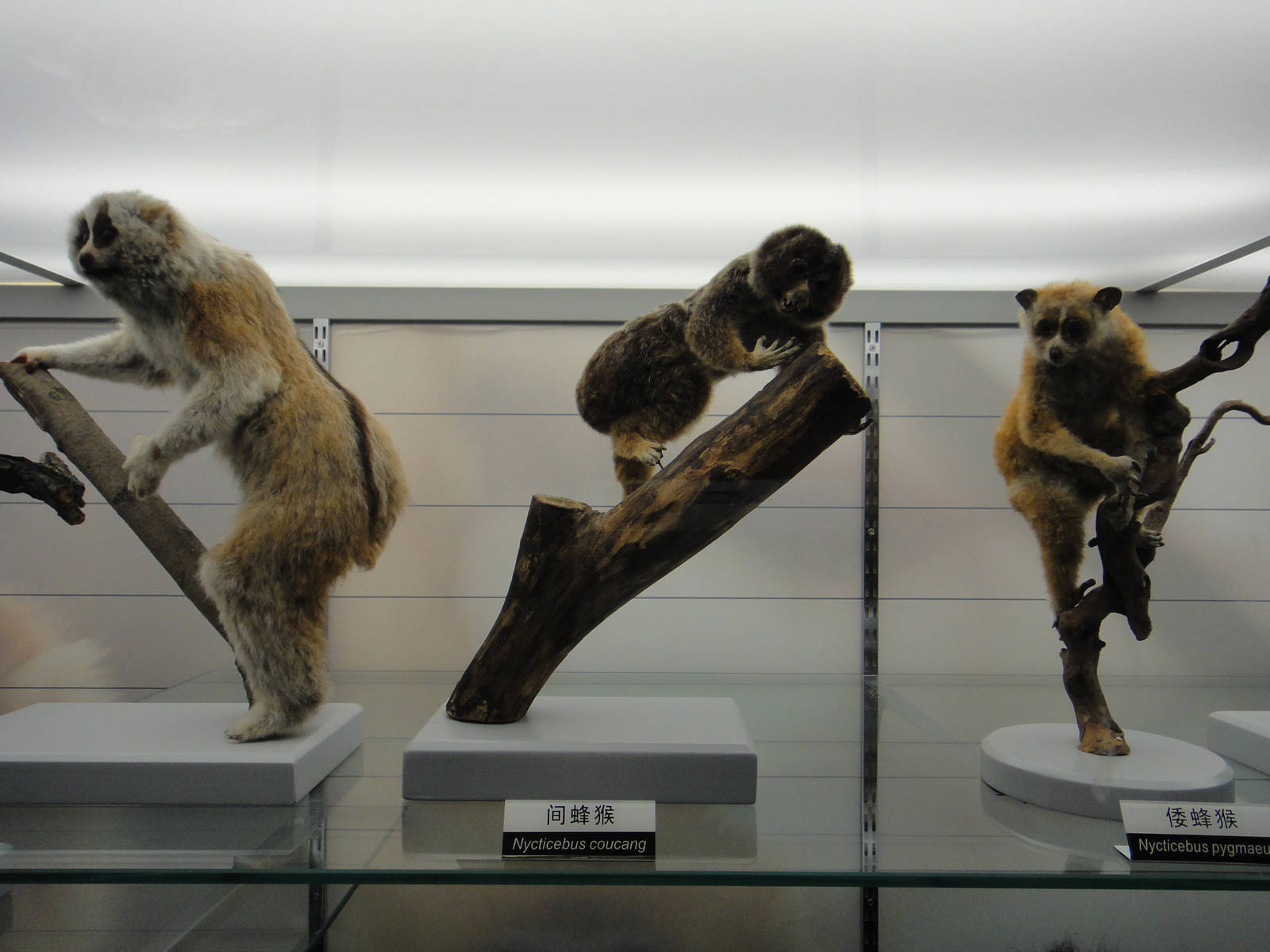 Slow Loris Specimens