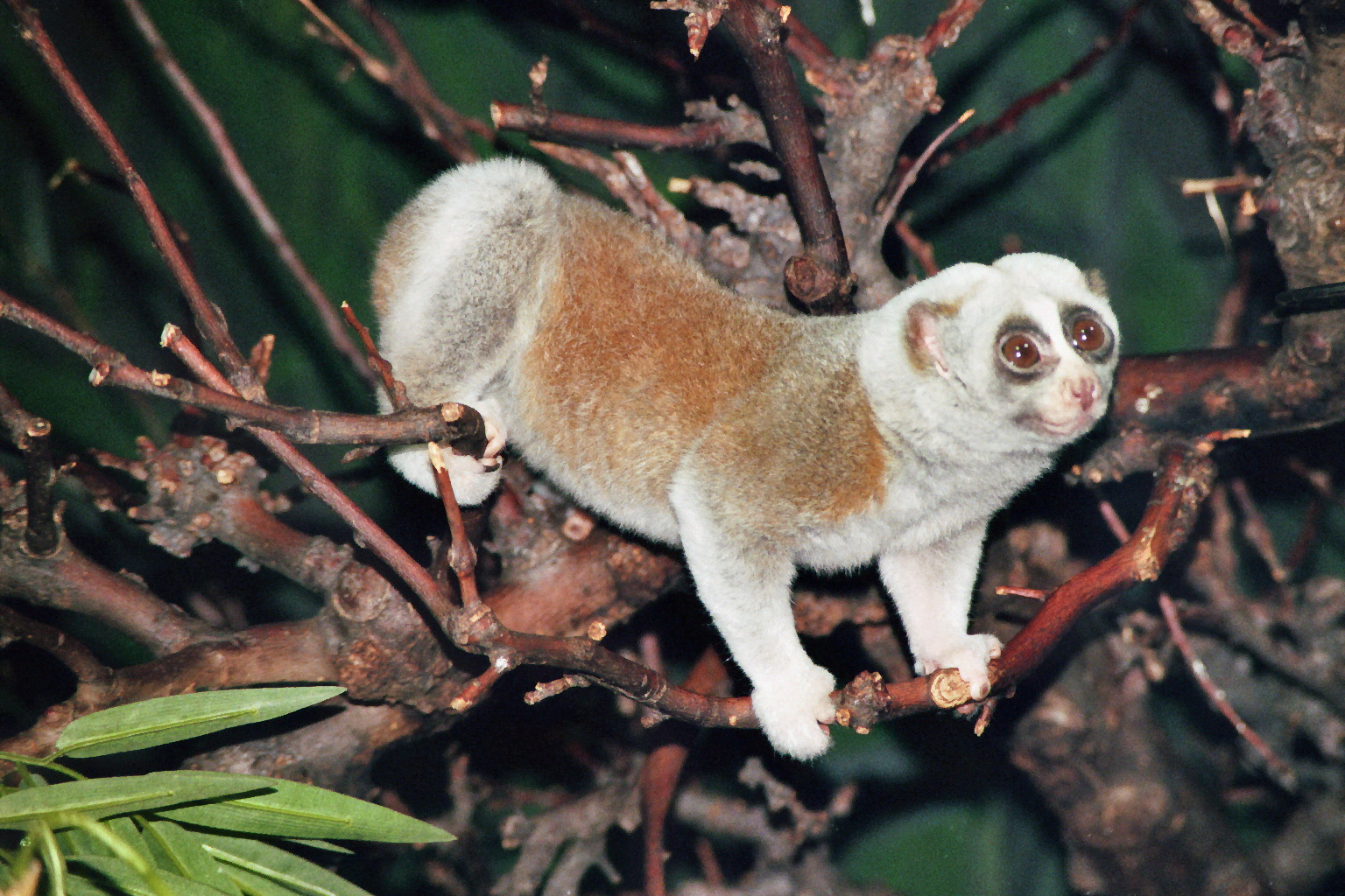 Slow Loris
