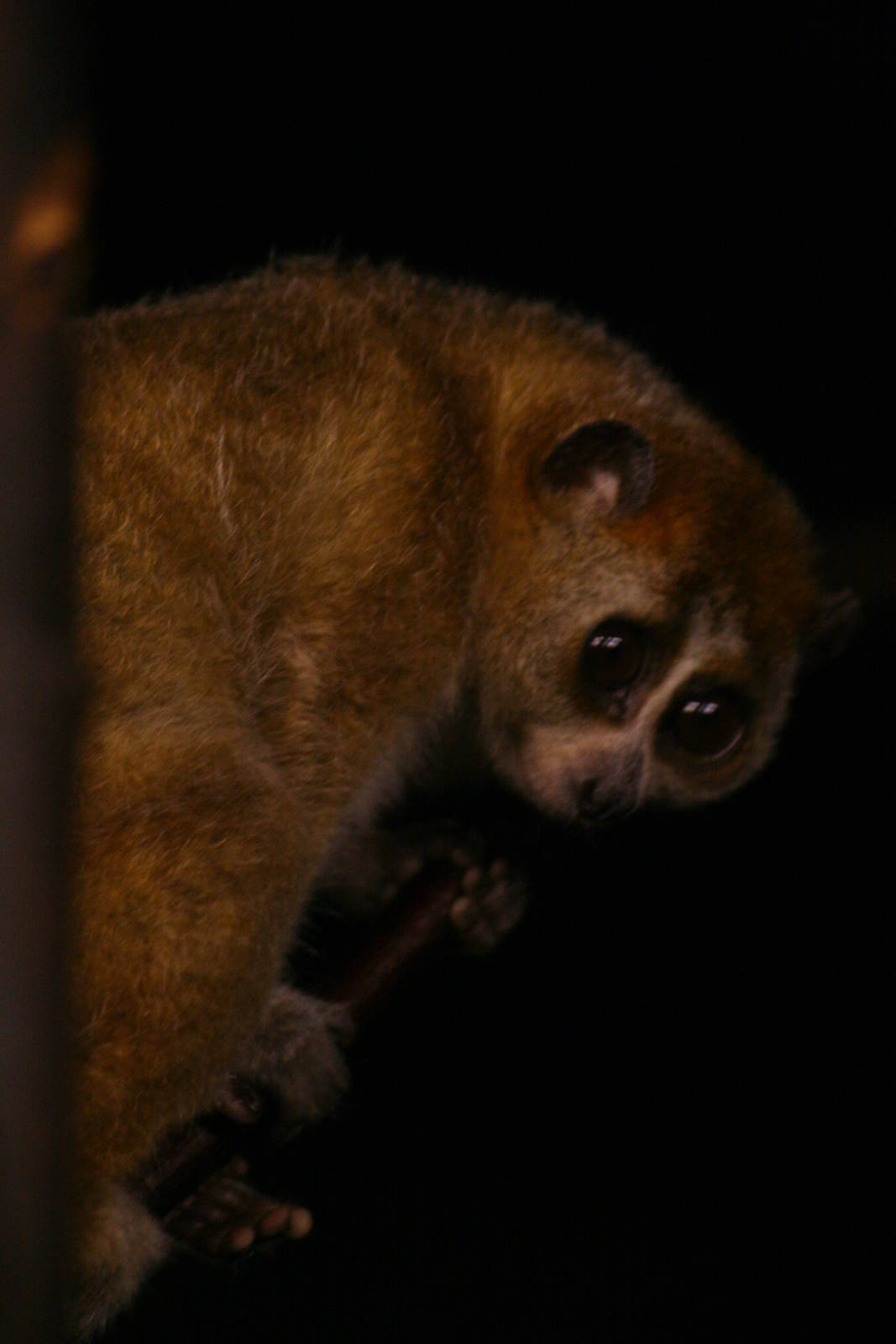 Slow loris