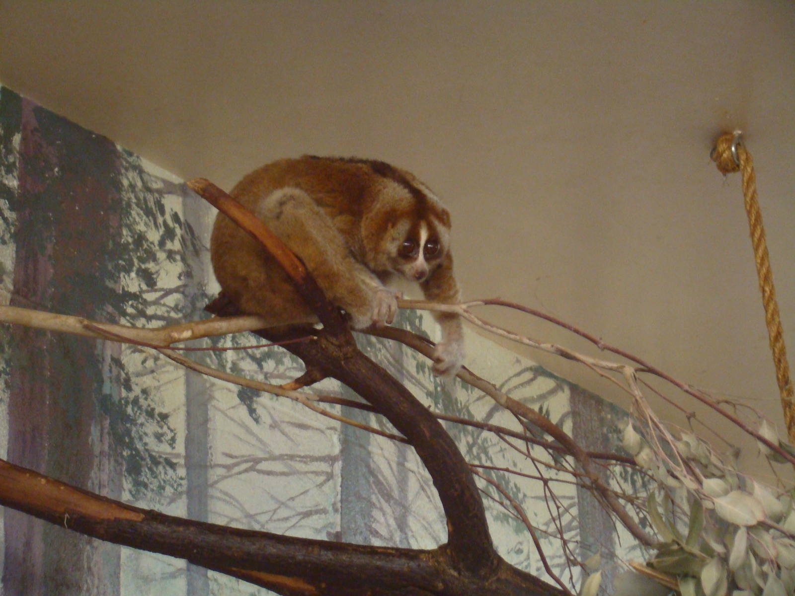 Slow Loris