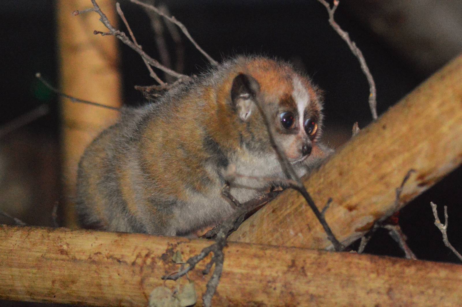 Slow Loris