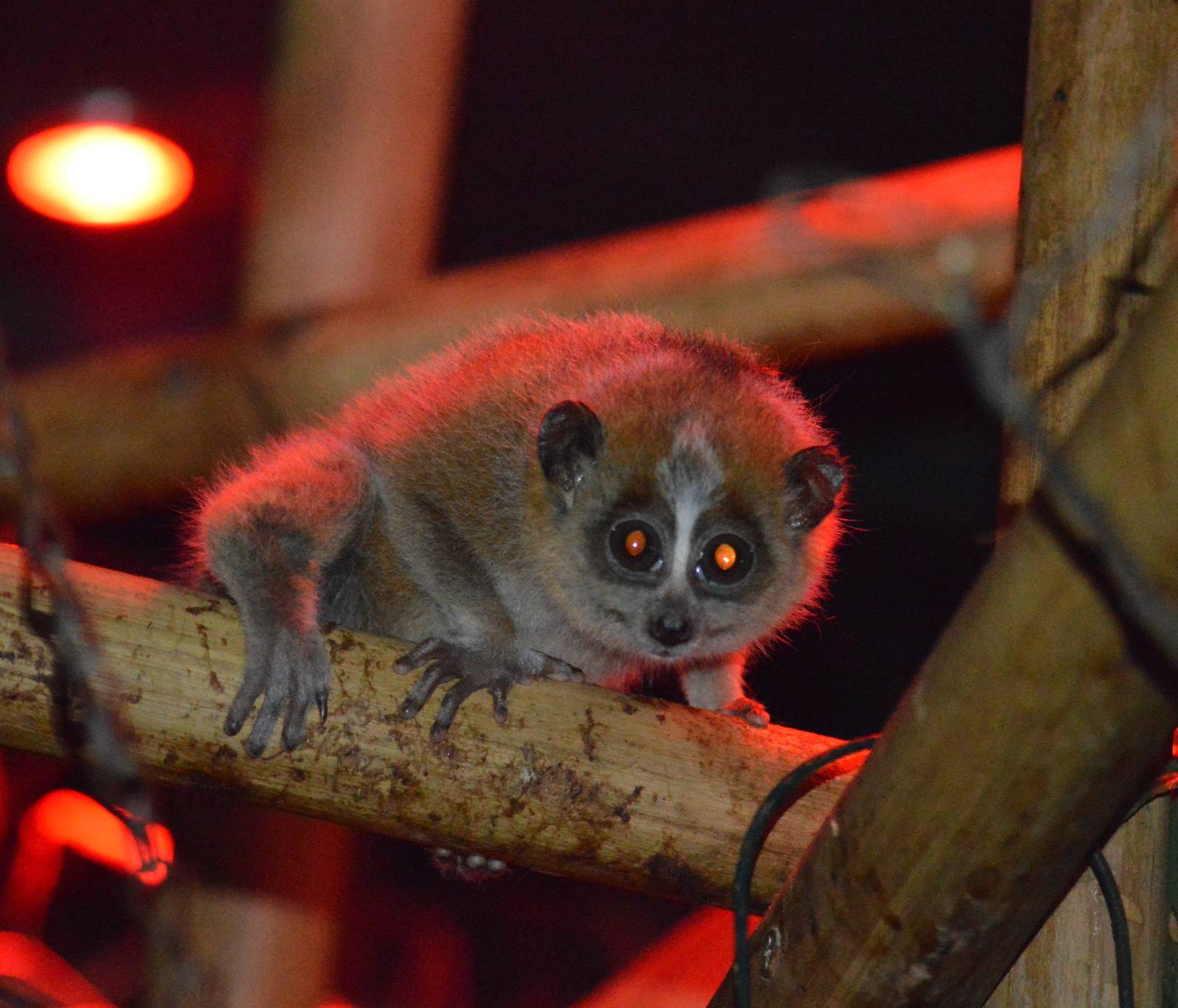 Slow Loris