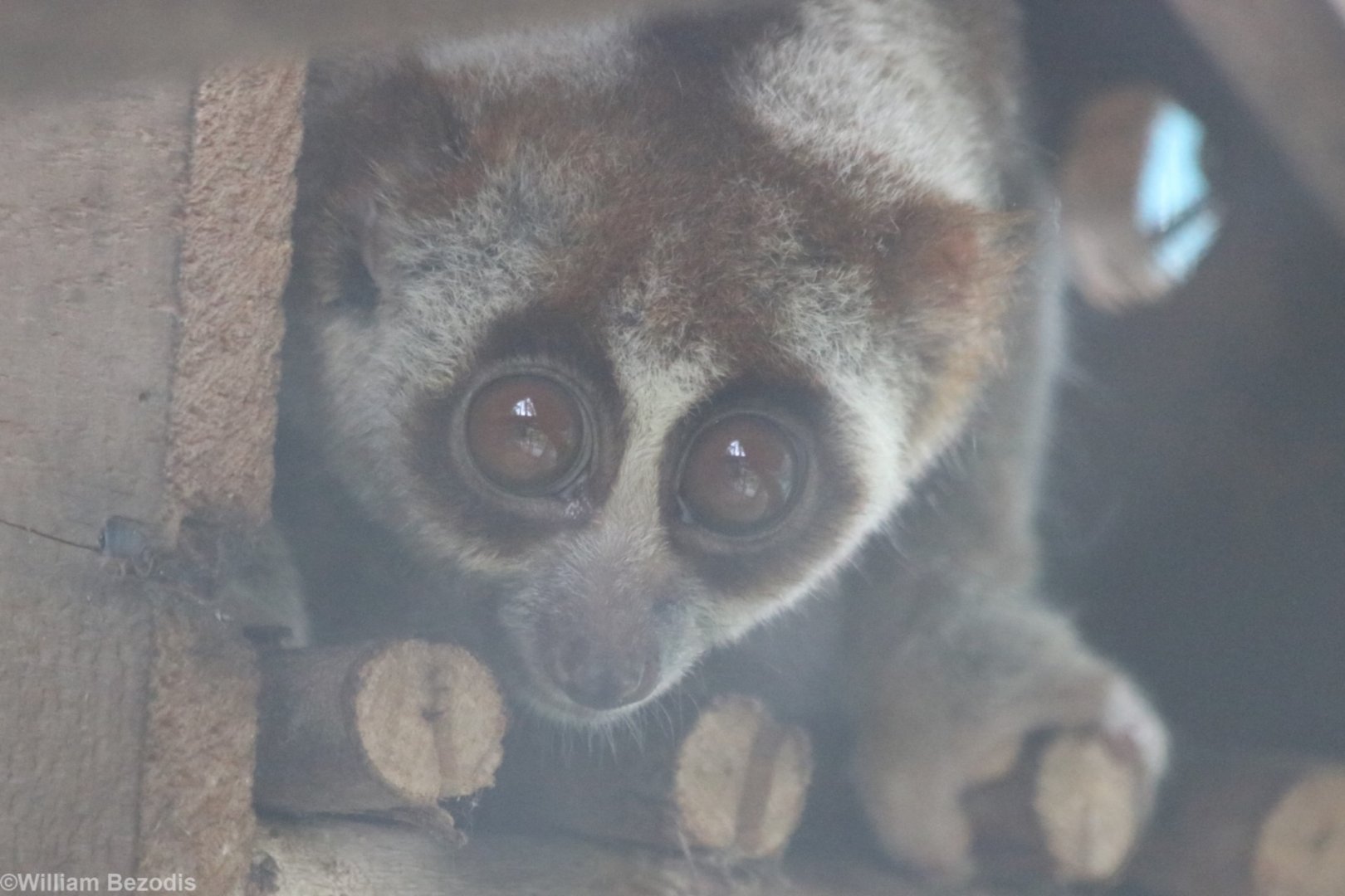 Slow Loris