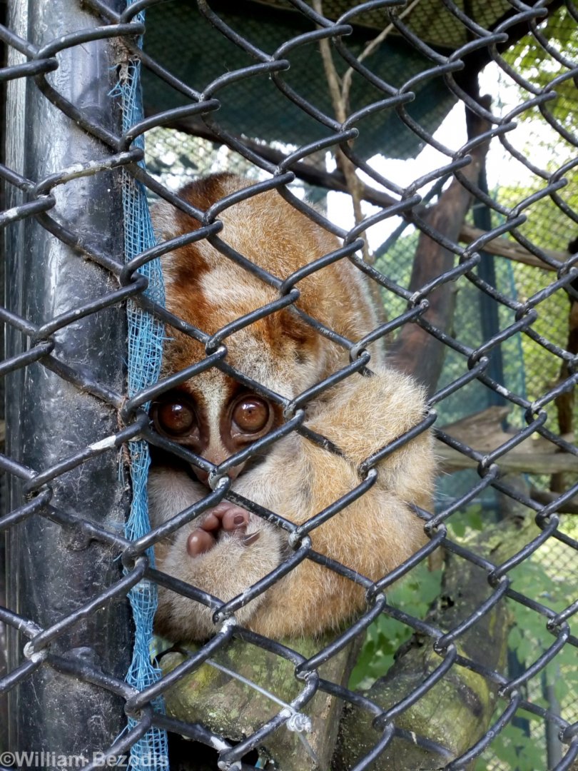 Slow Loris