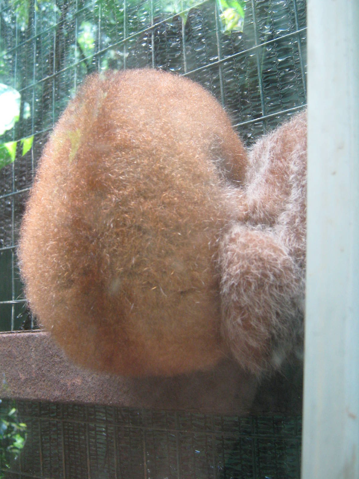 slow lorises asleep on the wire of their cage