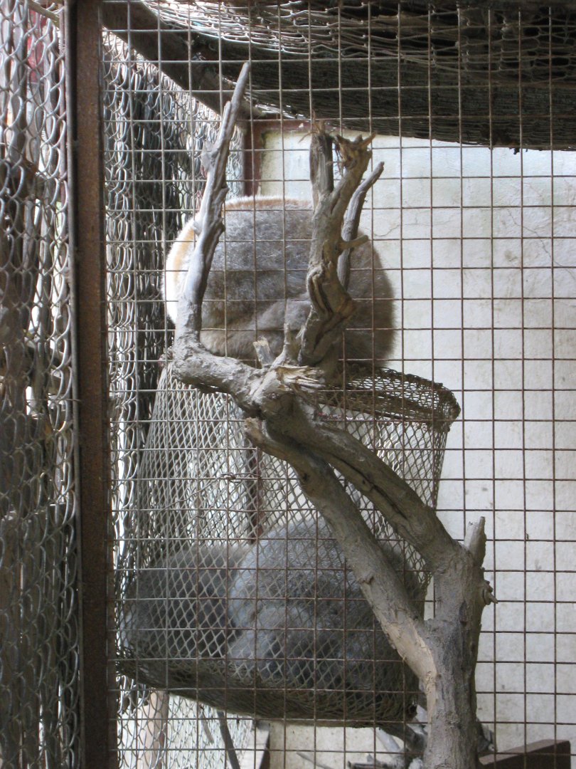 slow lorises (Nycticebus bengalensis)