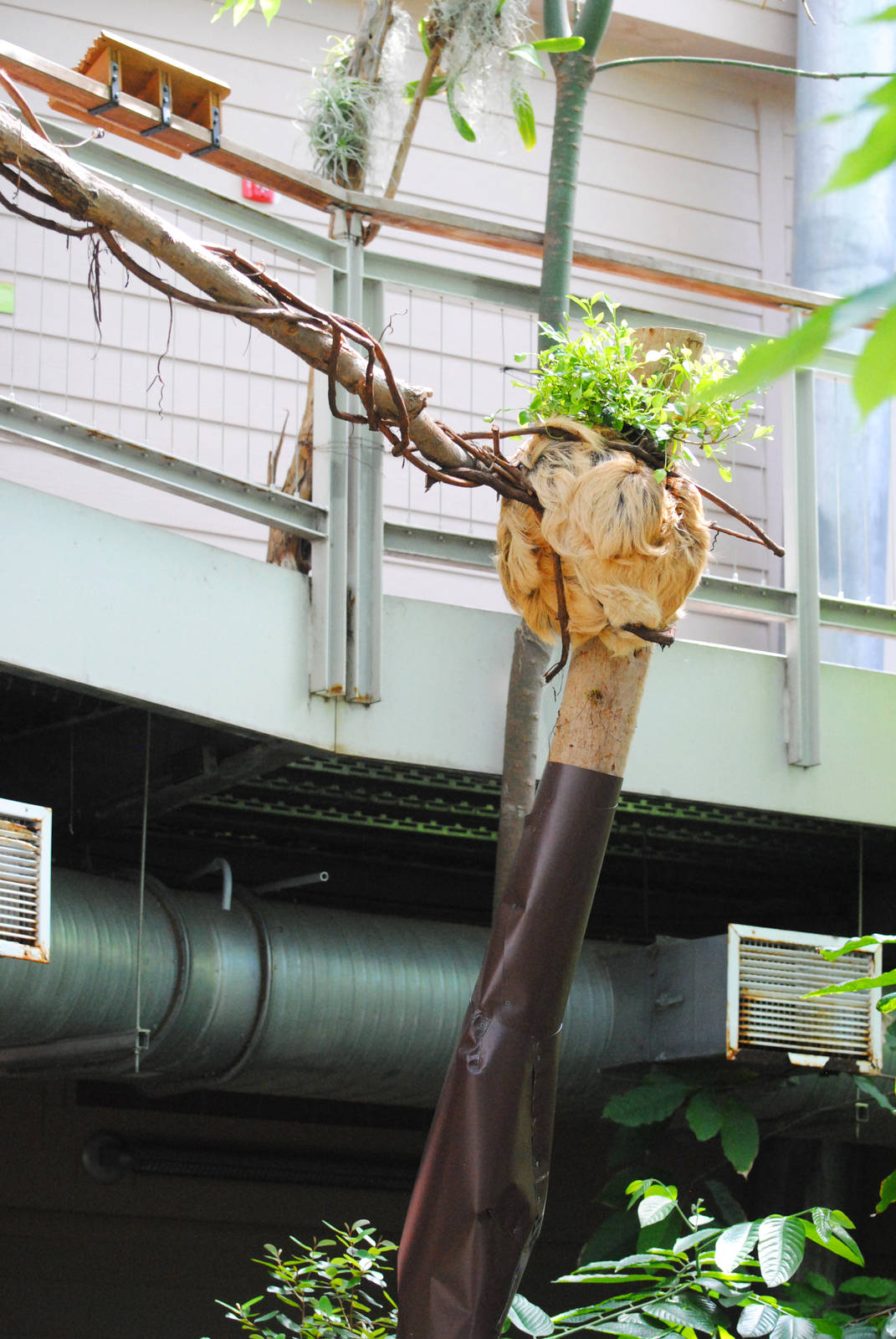 Slow Moe, enjoying his exhibit expansion
