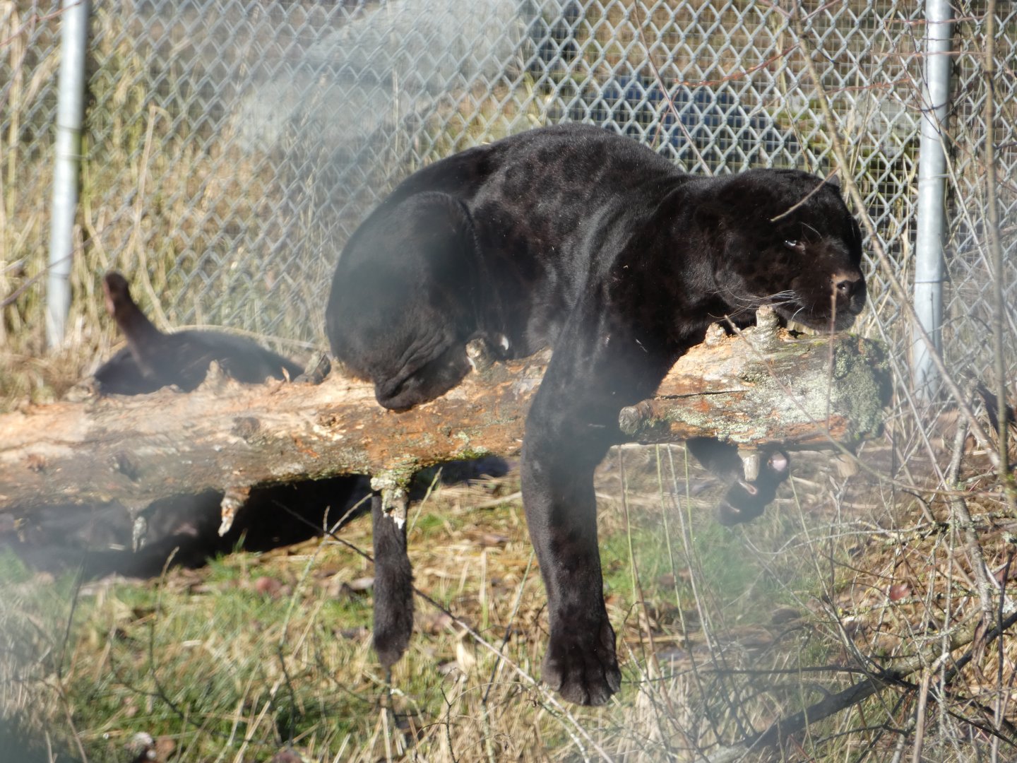 Slow morning (Jaguars, melanistic)